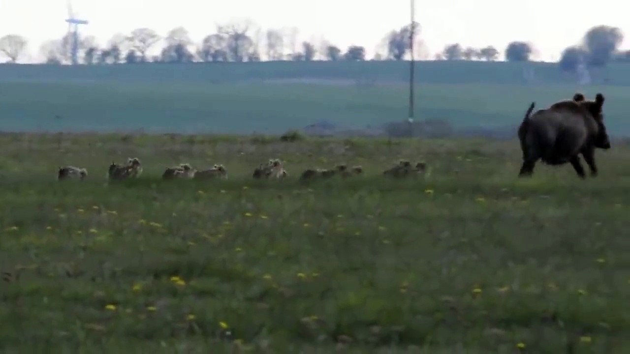 Une laie avec beaucoup de marcassin