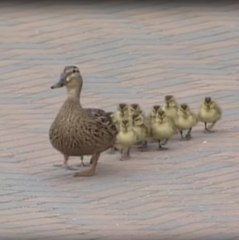 A estos patitos les hace volar el viento.