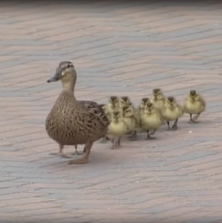 Ducklings get blown around by the wind.