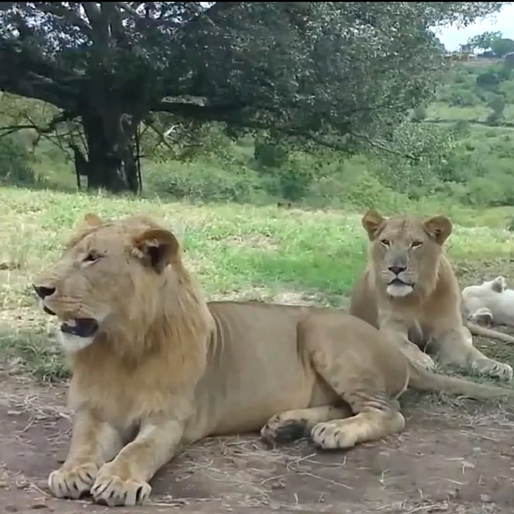 Un lion ouvre la porte d'une voiture !