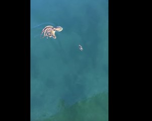 Une pieuvre poursuit un crabe