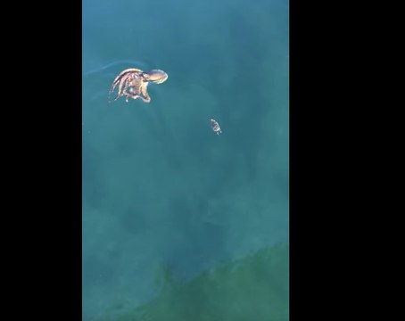 Une pieuvre poursuit un crabe