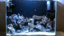 29 gallon reef aquarium