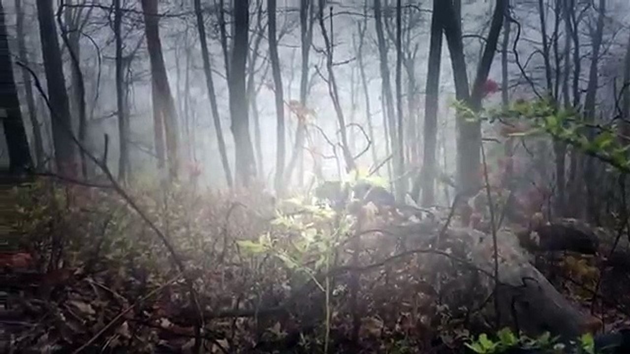 Bear Attack. Almost