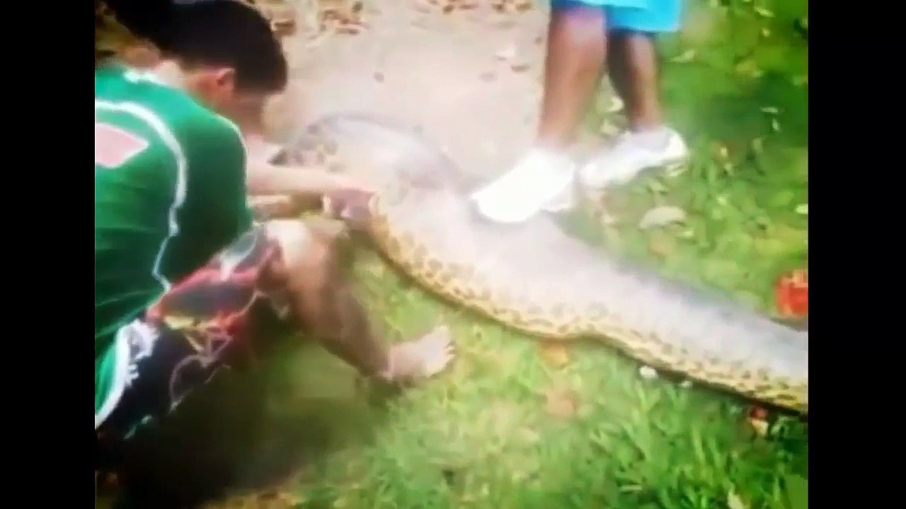Most Amazing anaconda Attacks - Anaconda Vs Dog, Anaconda Vs Deer, python