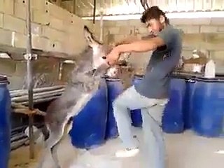 Dancing with donkey 8th wonder of the world