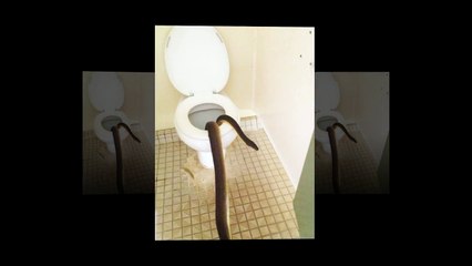Python Pops Up In A Womens Bathroom In Australia