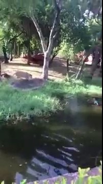 Saoul il saute dans l'enclos des Lions au Zoo et s'en échappe miraculeusement