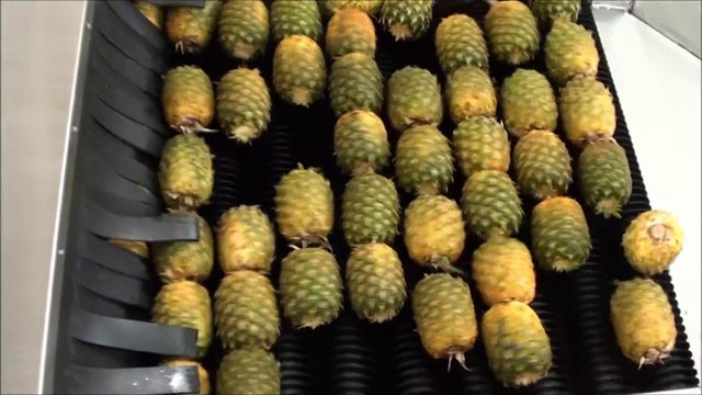 Fabrication et extraction du jus d'ananas ! Impressionnant !