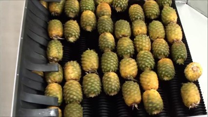 Fabrication et extraction du jus d'ananas ! Impressionnant !