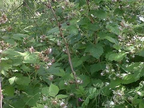 Pourquoi sont-ils si méchants ? Bentoche (mai 2016)
