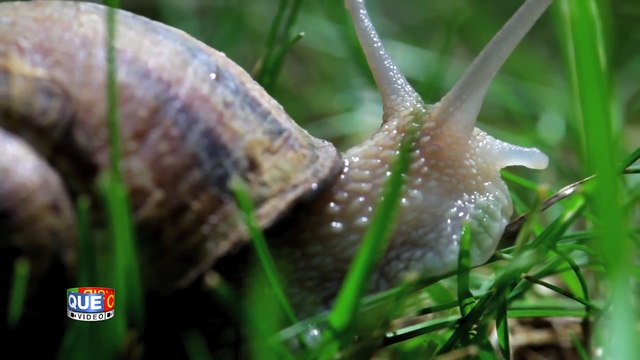De l'escargot contre l'arthrose ? Décryptez les publicités pour les pseudo-remèdes !