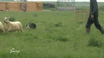 Animaux : Concours national de chiens de berger (Vendée)