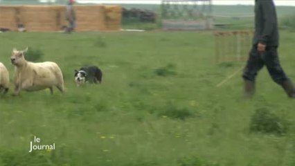 Animaux : Concours national de chiens de berger (Vendée)