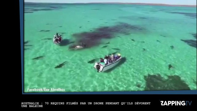 Australie : 72 requins filmés par un drone pendant qu’ils dévorent une baleine