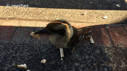 Australian Kookaburra 'kills' bread crust before eating it