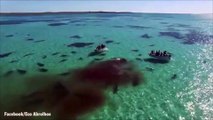 Des dizaines de requins dévorent une baleine en Australie