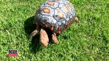 Une carapace imprimée en 3D pour une tortue