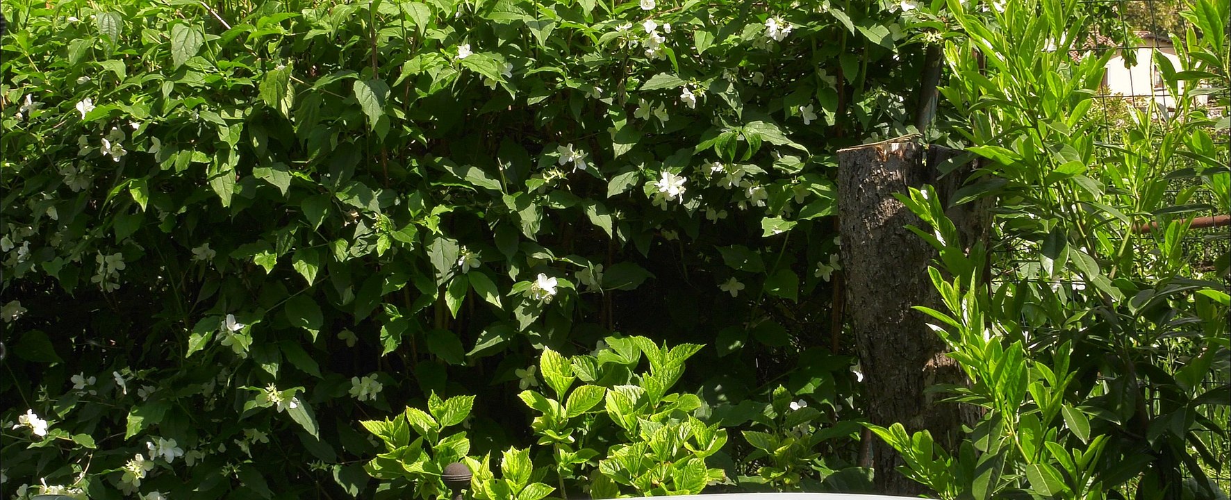 Panasonic ag dvx 200  agg. 1.65 natural color