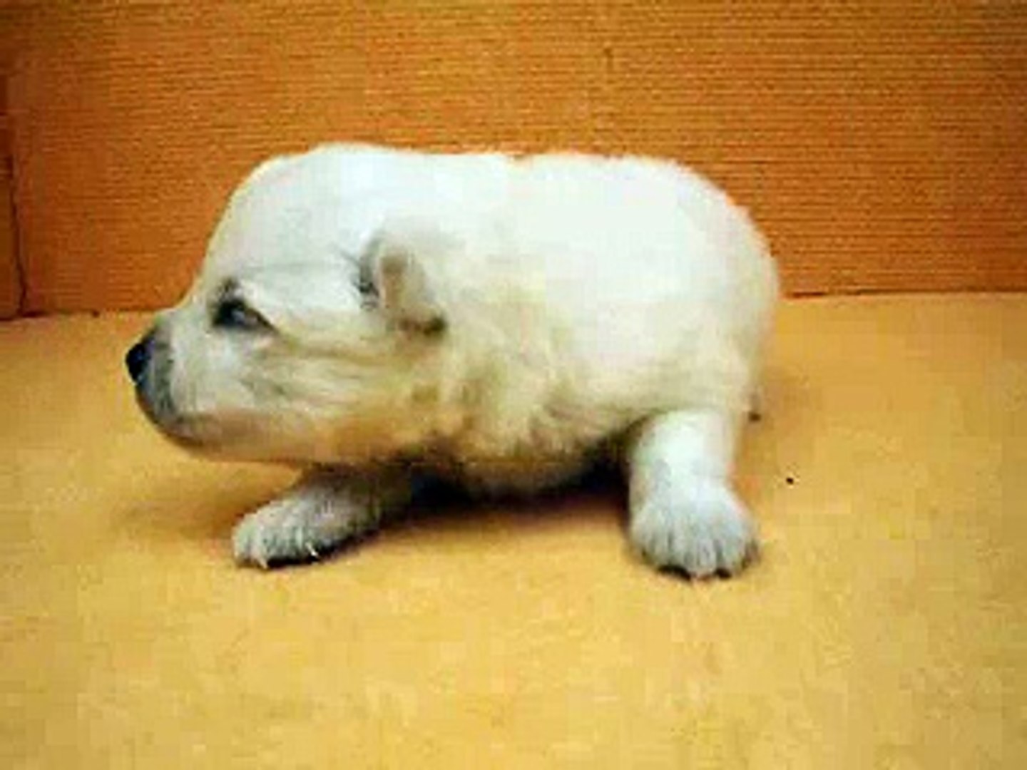 06/29 狐狸狗 Spitz poodle-公幼犬-日新犬舍