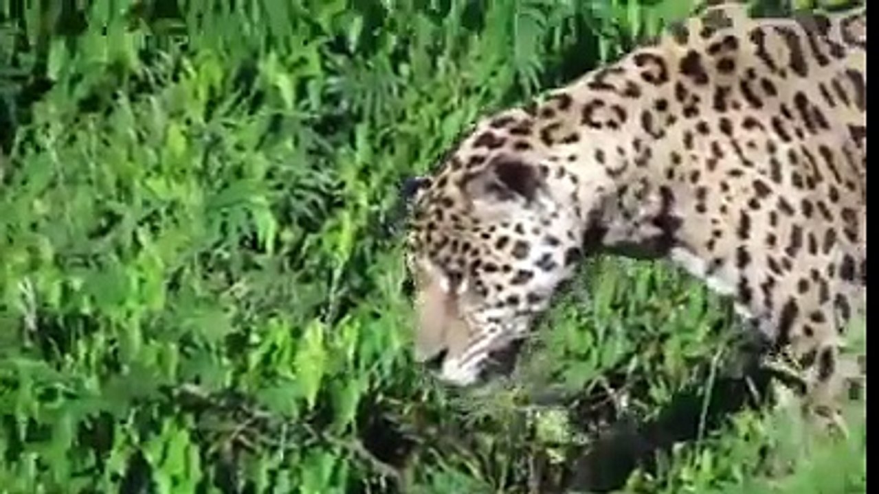 hot animals in the best video