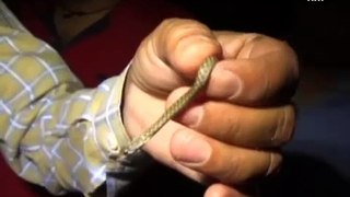 Man finds over 30 baby cobras under his bathroom
