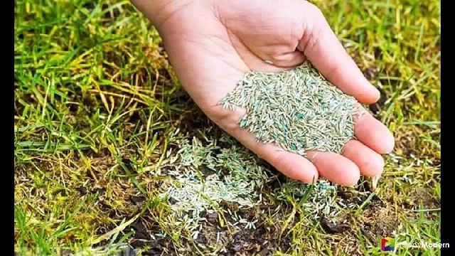50 идей газона своими руками - как и когда сеять газонную траву