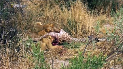 Destination Wild Giraffe African Giant