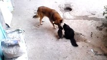 Л...