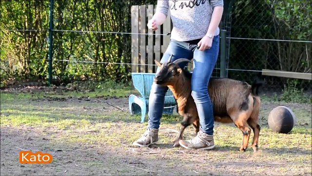 Козлята выполняют трюки как собаки - Training roosje kato milca
