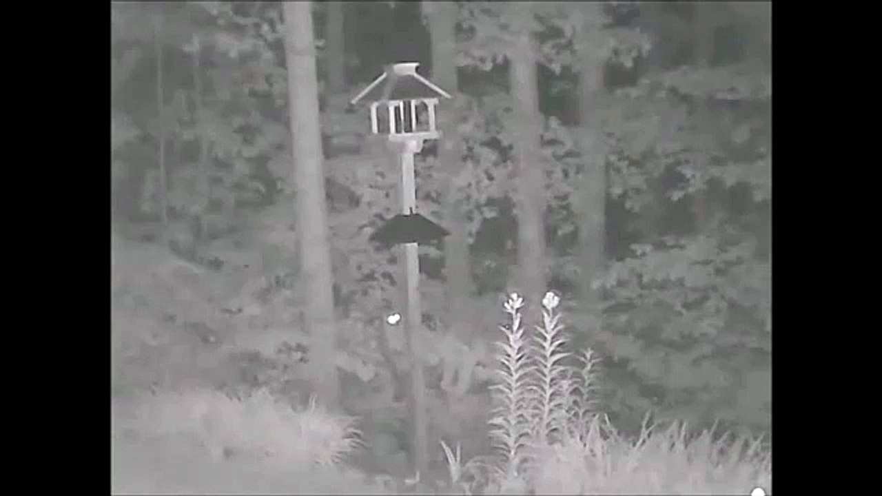Rocky Racoon