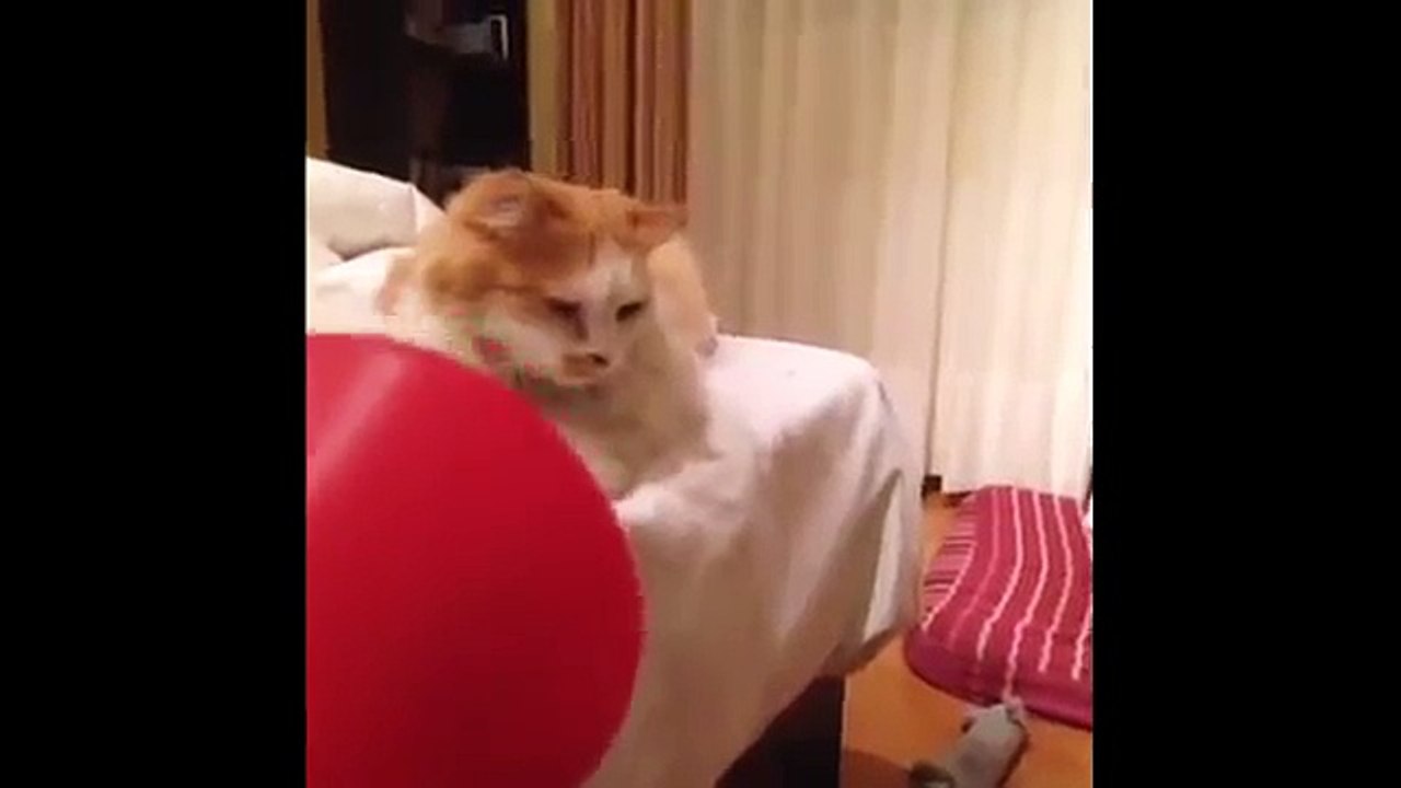 funny catss