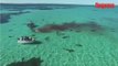 Australie: 70 requins-tigres dévorent une baleine à Shark Bay