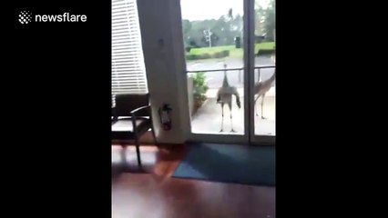 Sandhill cranes "attack" office door