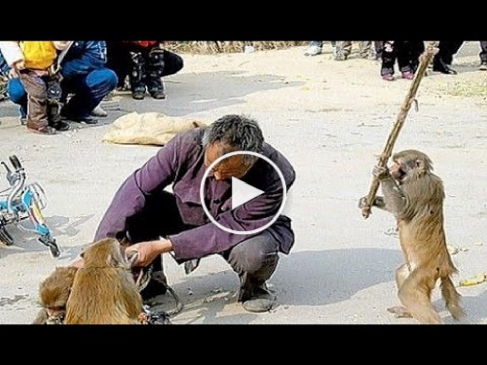 Can only be the monkey