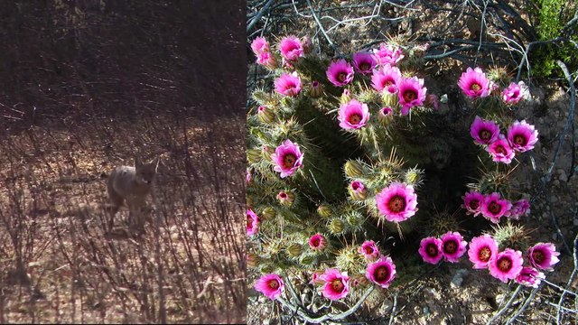 Organ Pipe Cactus National Monument-HD