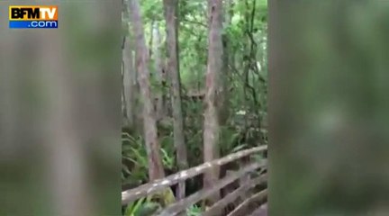 Une randonneuse tombe nez à nez avec une panthère