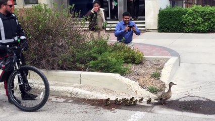 Ce canard mobilise les forces de l'ordre pour faire traverser ses 12 petits