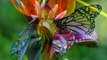 Judy Esther    Fly Butterfly  -vQ_On-jOueY-HD