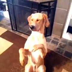 Великий актер. Смешные приколы собаки