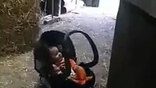 La manière dont s'y prend le cheval pour calmer le petit qui pleure vous fera fondre de tendresse !