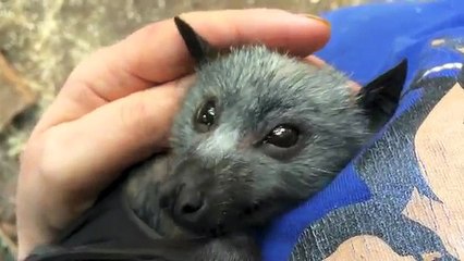 Mira la tierna reacción de este murciélago al ser acariciado