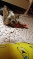 xixi es una  yorkie terrier que es muy que comprende mucho y hay la pueden ver como esta jugando con su hueso de carne roja en mi cuarto de color rosa