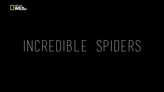 Удивительные Пауки / Incredible Spiders (2015) HD