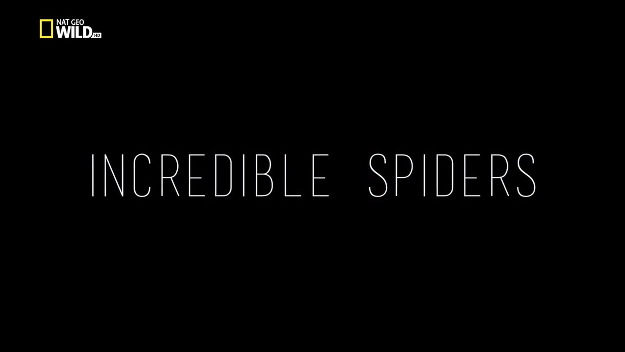 Удивительные Пауки / Incredible Spiders (2015) HD