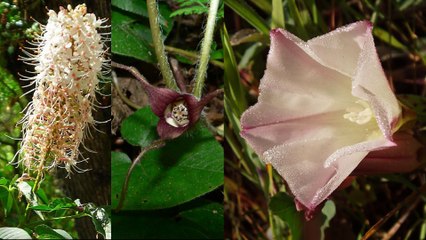 Muir Woods National Monument-HD