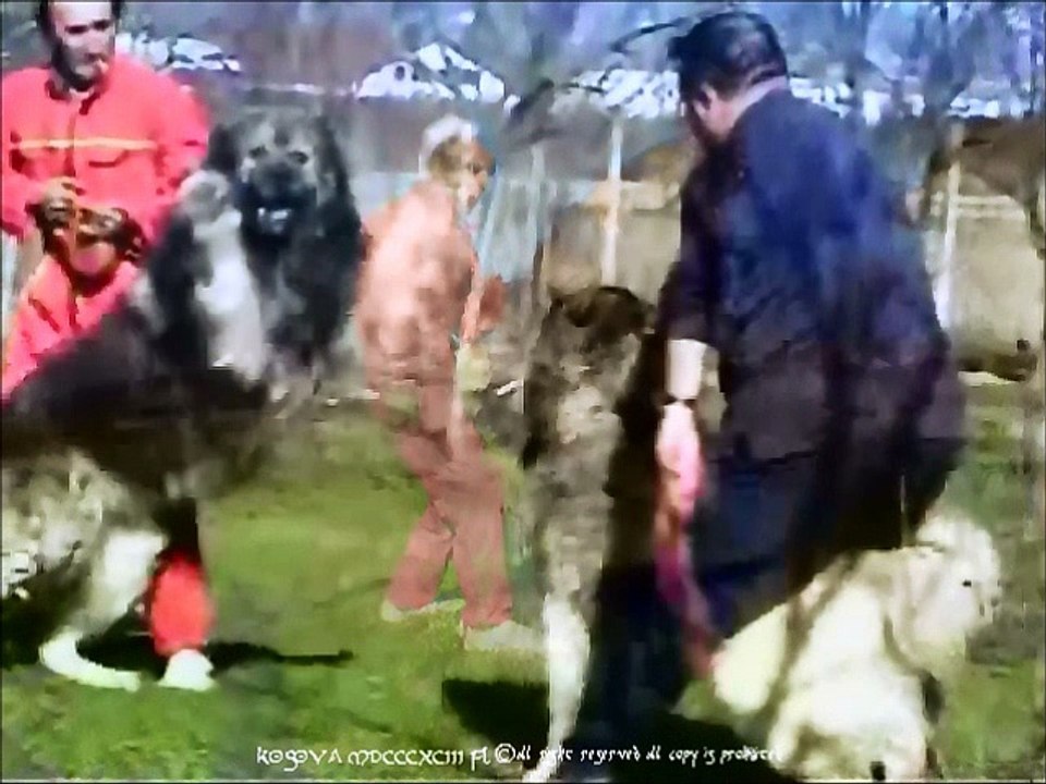 SHARRI  ALBANIAN MONSTER DOG