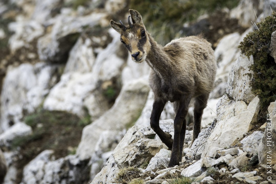 Approche sur une harde d'isards dans les Pyrénées Orientales