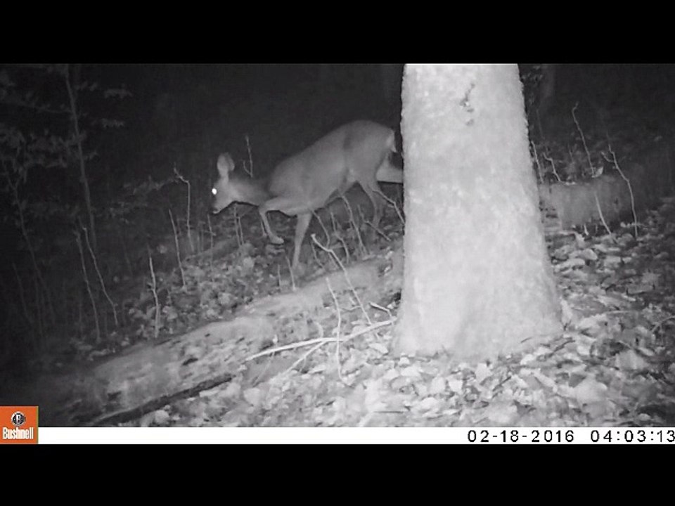 Faune | Forêt de l'Artense