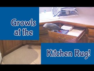 Einstein Growls when the Kitchen Rug is picked up